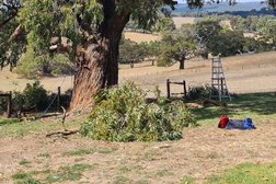 Affordable tree & stump services in Adelaide