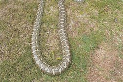 All Snake and Critter Catcher Photo