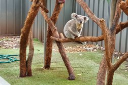 Koala Hospital Photo